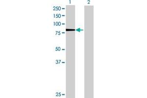 Western Blot analysis of KIF3A expression in transfected 293T cell line by KIF3A MaxPab polyclonal antibody.
