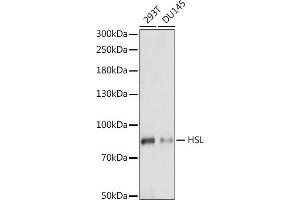 Western blot analysis of extracts of various cell lines, using HSL antibody (ABIN7268277) at 1:1000 dilution. (LIPE Antikörper  (AA 900-1000))