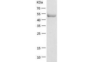 Western Blotting (WB) image for Eukaryotic Translation Elongation Factor 1 gamma (EEF1G) (AA 1-437) protein (His tag) (ABIN7122832)