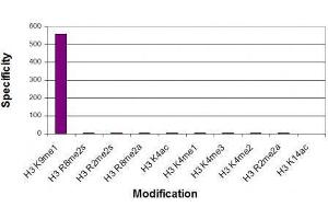 Histone H3 monomethyl Lys9 antibody specificity tested by peptide array analysis. (Histone 3 Antikörper  (H3K9me))