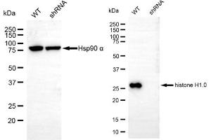 Western blotting analysis using histone H1. (Rekombinanter Histone H1 Antikörper)