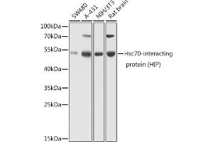 Western blot analysis of extracts of various cell lines, using Hsc70-interacting protein (HIP) antibody (ABIN6131753, ABIN6148514, ABIN6148515 and ABIN6224519) at 1:1000 dilution. (HSC70 Interacting Protein HIP Antikörper  (AA 1-369))
