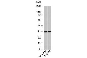 Western blot testing of human samples using HOXA9 antibody at 2ug/ml. (HOXA9 Antikörper  (N-Term))