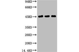 Western blot analysis of 1) Hela, 2) MCF7, 3) 293T, diluted at 1:2000. (KRT17 Antikörper)