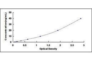 ELISA image for TIMP Metallopeptidase Inhibitor 1 (TIMP1) ELISA Kit (ABIN1118029)