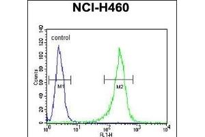 GNS Antibody (Center ) (ABIN390493 and ABIN2840852) flow cytometric analysis of NCI- cells (right histogram) compared to a negative control cell (left histogram). (GNS Antikörper  (AA 283-313))