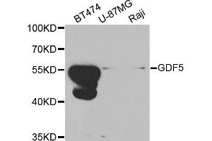 Western blot analysis of extracts of various cell lines, using GDF5 antibody. (GDF5 Antikörper)