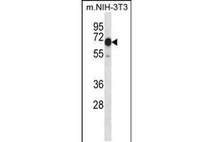 Western blot analysis in mouse NIH-3T3 cell line lysates (35ug/lane). (CAMKK2 Antikörper  (N-Term))