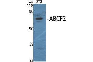 Western Blot (WB) analysis of specific cells using ABCF2 Polyclonal Antibody.