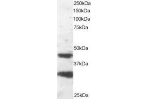 ABIN184751 staining (2µg/ml) of NIH-3T3 lysate (RIPA buffer, 30µg total protein per lane). (PAFAH1B1 Antikörper  (C-Term))