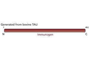 Image no. 2 for anti-tau Protein antibody (ABIN967493) (tau Antikörper)
