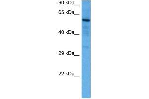 Host:  Mouse  Target Name:  SOX9  Sample Tissue:  Mouse Brain  Antibody Dilution:  1ug/ml
