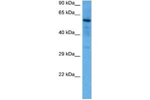 Host:  Mouse  Target Name:  SOX9  Sample Tissue:  Mouse Brain  Antibody Dilution:  1ug/ml (SOX9 Antikörper  (N-Term))