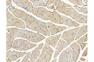 ABIN7096942 and ABIN7101008 at 1/100 staining mouse muscle tissue by IHC-P. (C22orf9 Antikörper)