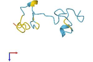 MT4 Protein (AA 1-62) (Fc Tag)