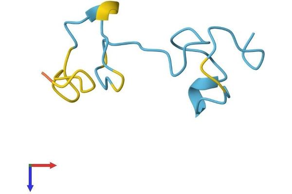 MT4 Protein (AA 1-62) (Fc Tag)