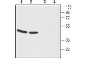 Western blot analysis of mouse (lanes 1 and 3) and rat (lanes 2 and 4) brain membranes:1,2.
