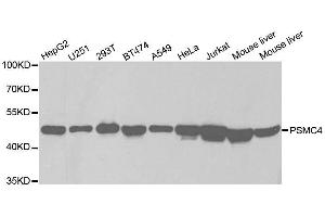 Western blot analysis of extracts of various cell lines, using PSMC4 antibody. (PSMC4 Antikörper  (AA 1-165))
