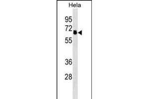 P2R5D Antibody (N-term) (ABIN1539514 and ABIN2838324) western blot analysis in Hela cell line lysates (35 μg/lane). (PPP2R5D Antikörper  (N-Term))