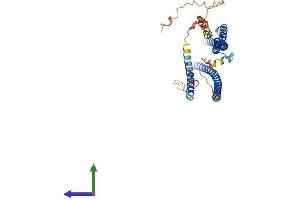 RILPL1 Protein (AA 1-406) (His tag)