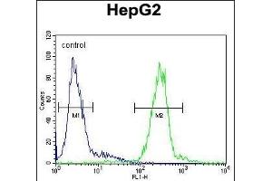 CTSH Antibody (N-term) (ABIN391569 and ABIN2841506) flow cytometric analysis of HepG2 cells (right histogram) compared to a negative control cell (left histogram). (Cathepsin H Antikörper  (N-Term))