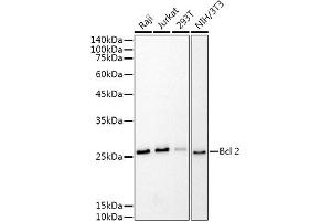 Western Blotting (WB) image for anti-B-Cell CLL/lymphoma 2 (BCL2) antibody (ABIN7265809)