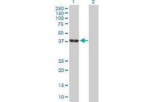 Western Blot analysis of ELAVL4 expression in transfected 293T cell line by ELAVL4 MaxPab polyclonal antibody. (ELAVL4 Antikörper  (AA 1-366))