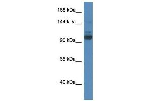 Western Blot showing Sec31a antibody used at a concentration of 1. (SEC31A Antikörper  (N-Term))