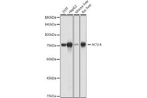 Western blot analysis of extracts of various cell lines, using  antibody (ABIN7265424) at 1:1000 dilution. (ACSL4 Antikörper)