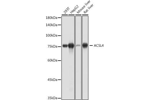 ACSL4 antibody