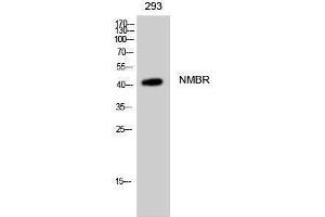 Western Blotting (WB) image for anti-Neuromedin B Receptor (NMBR) (Internal Region) antibody (ABIN3185923) (NMBR Antikörper  (Internal Region))