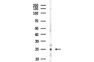 anti-CD83 (CD83) (Internal Region) antibody