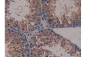 IHC-P analysis of Mouse Testis Tissue, with DAB staining. (MAPKAP Kinase 2 Antikörper  (AA 117-337))