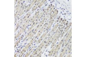 Immunohistochemistry of paraffin-embedded mouse stomach using FANCL antibody. (FANCL Antikörper)
