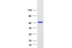 Validation with Western Blot (CCDC94 Protein (Myc-DYKDDDDK Tag))