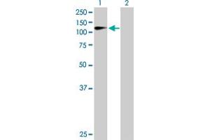 Western Blot analysis of ZHX2 expression in transfected 293T cell line by ZHX2 MaxPab polyclonal antibody. (ZHX2 Antikörper  (AA 1-837))
