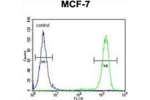 Flow cytometric analysis of MCF-7 cells (right histogram) compared to a negative control cell left histogram) using EFHB  Antibody  (N-term), followed by FITC-conjugated goat-anti-rabbit secondary antibodies. (EFHB Antikörper  (N-Term))