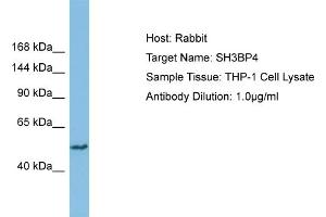 Host: Rabbit Target Name: SH3BP4 Sample Type: THP-1 Whole Cell lysates Antibody Dilution: 1.