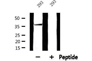 Western blot analysis of extracts from 293, using MRPL44 Antibody. (MRPL44 Antikörper)