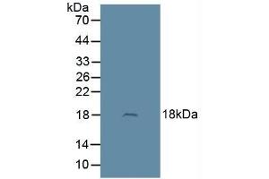 Adrenomedullin antibody  (AA 22-147)