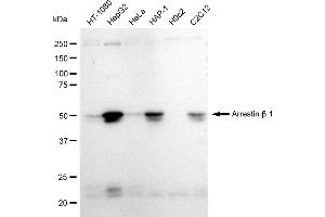 Western blotting analysis using Arrestin beta 1 antibody (ABIN7797653). (Rekombinanter beta Arrestin 1 Antikörper)