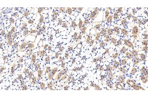 Detection of LUM in Mouse Kidney Tissue using Polyclonal Antibody to Lumican (LUM) (LUM Antikörper  (AA 19-338))