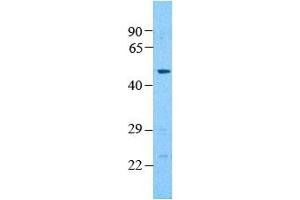 Western Blotting (WB) image for anti-Pannexin 1 (PANX1) (Middle Region) antibody (ABIN2775573)