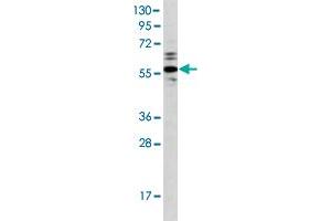 Western blot analysis of Ramos cell lysate (35 ug/lane) with PTPN1 polyclonal antibody . (PTPN1 Antikörper  (AA 1-321))