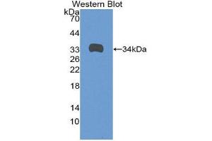 Western Blotting (WB) image for anti-Angiopoietin 4 (ANGPT4) (AA 36-297) antibody (ABIN1857999) (Angiopoietin 4 Antikörper  (AA 36-297))