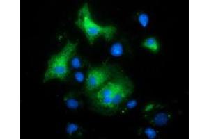 Anti-MAPK7 mouse monoclonal antibody (ABIN2454019) immunofluorescent staining of COS7 cells transiently transfected by pCMV6-ENTRY MAPK7 (RC203506). (MAPK7 Antikörper)