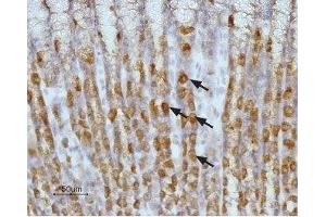 Expression of Histamine H2 receptor in rat stomach - Immunohistochemical staining of paraffin embedded section of rat stomach using Anti-Histamine H2 Receptor (HRH2) (extracellular) Antibody (ABIN7043270, ABIN7044507 and ABIN7044508), (1:100). (HRH2 Antikörper  (2nd Extracellular Loop))
