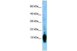 WB Suggested Anti-Nrgn Antibody Titration: 1. (Neurogranin Antikörper  (N-Term))
