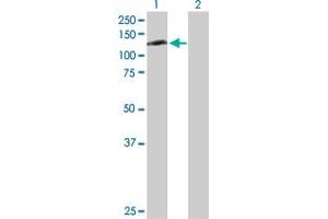 Western Blot analysis of RFX6 expression in transfected 293T cell line by RFX6 MaxPab polyclonal antibody. (RFX6 Antikörper  (AA 1-928))