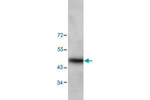Western blot analysis of HeLa cell lysate with TRIM13 polyclonal antibody  at 1 : 200 dilution. (TRIM13 Antikörper  (N-Term))
